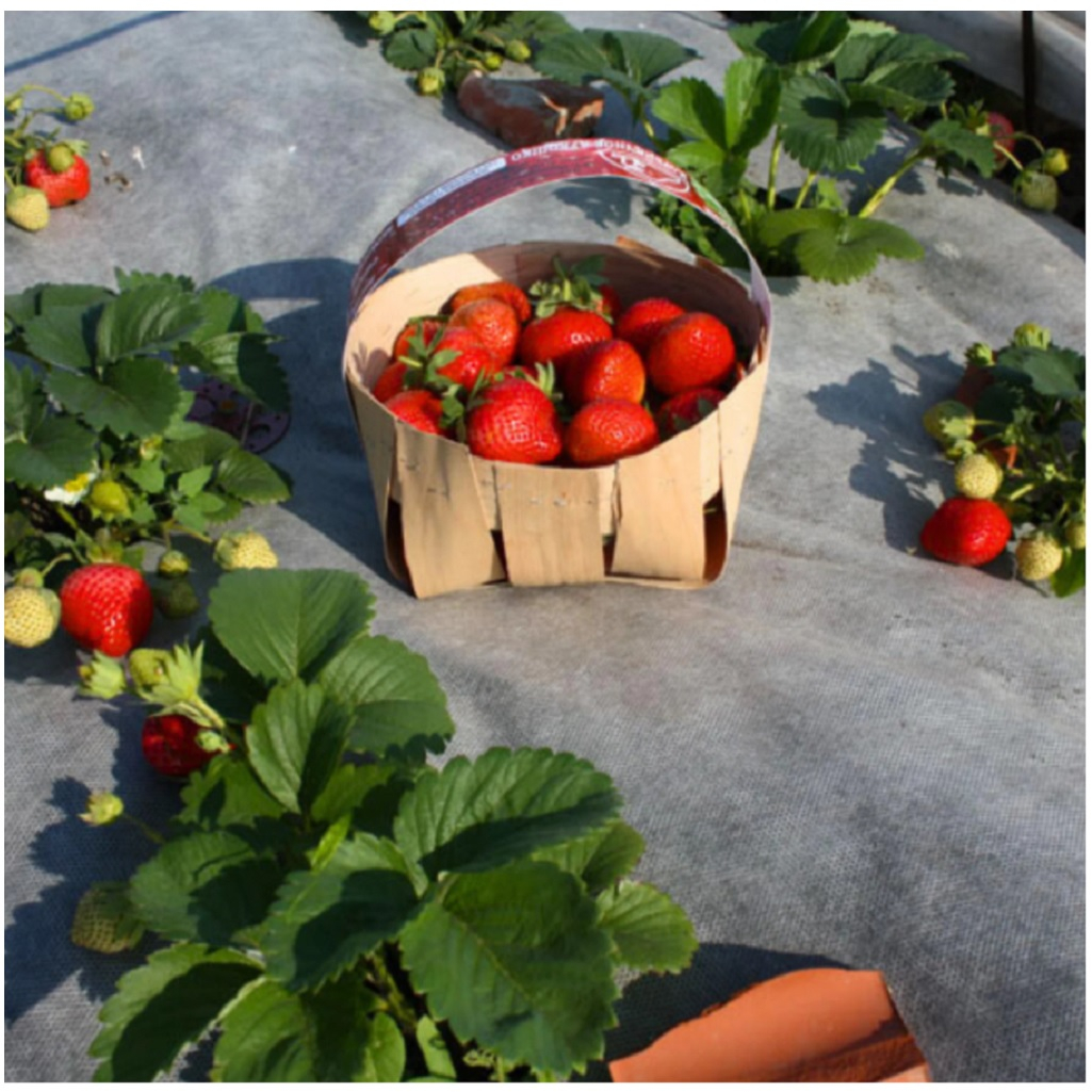 Мульча бело-черная Агротекс 32.01.57.01.24.080.0005.1, 80 г/кв.м, 1.6х5 м, защита от перегрева и сорняков