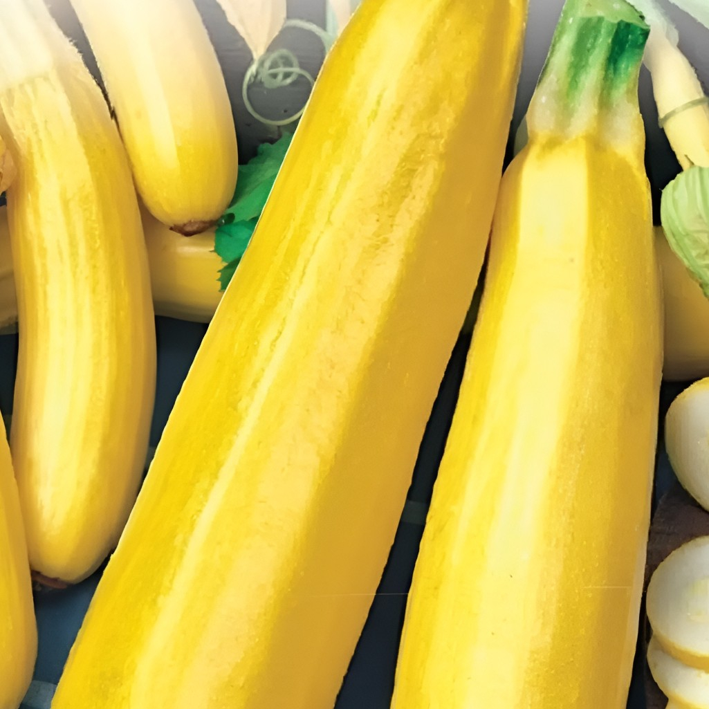 Семена Кабачок Гольда, среднеранний, гибрид, Седек 212502, 1 г