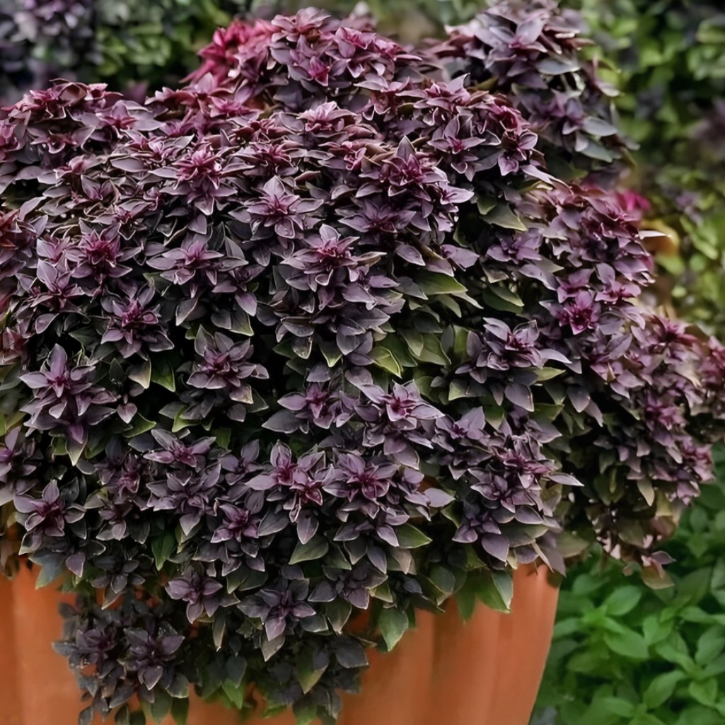 Семена Базилик Ароматы Востока Агроуспех 211000, смесь сортов, однолетний, 3 гр