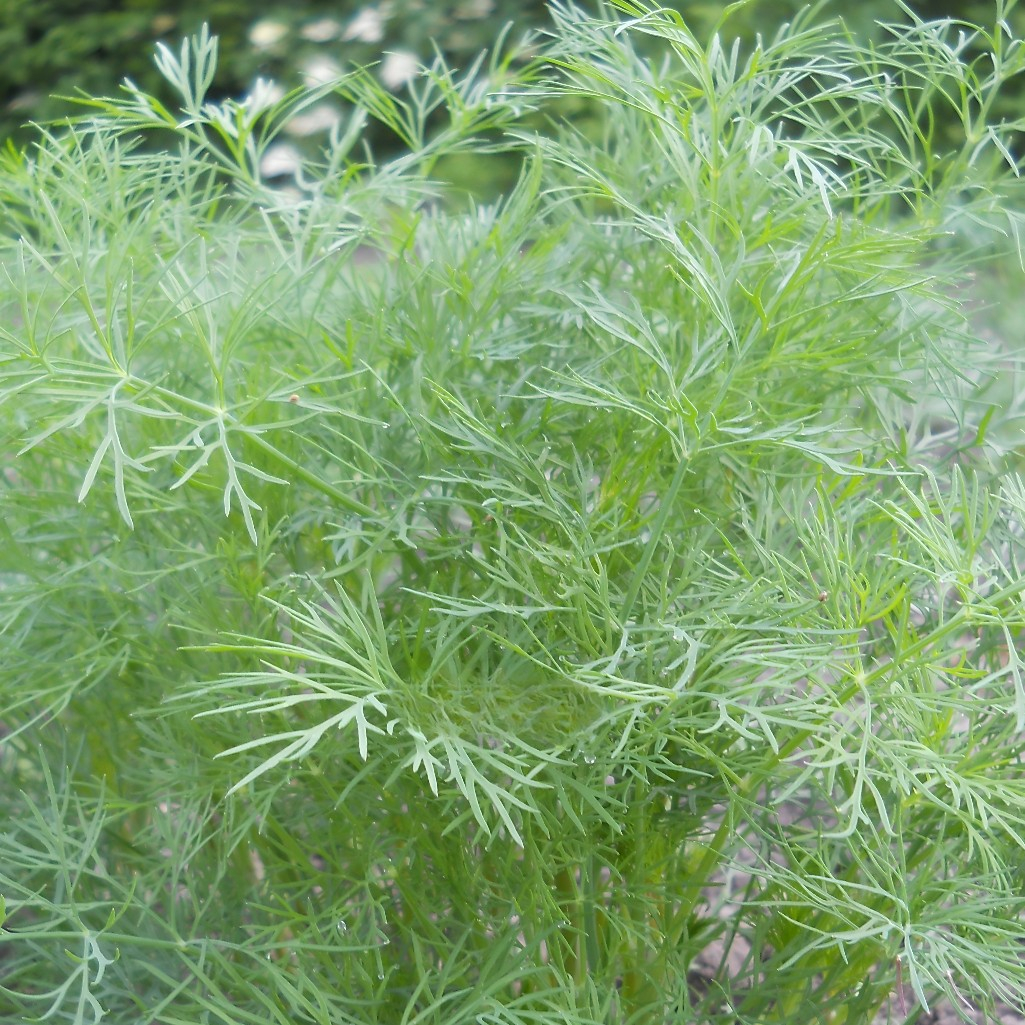 Семена Укроп Супердукат, позднеспелый, однолетний, Агроуспех 211045