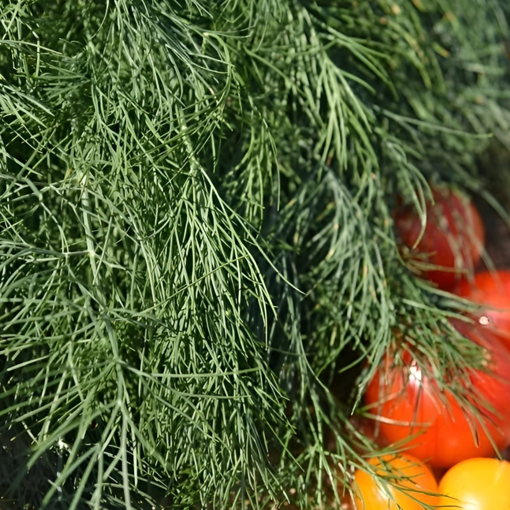 Семена Укроп Супердукат, позднеспелый, однолетний, Агроуспех 211045