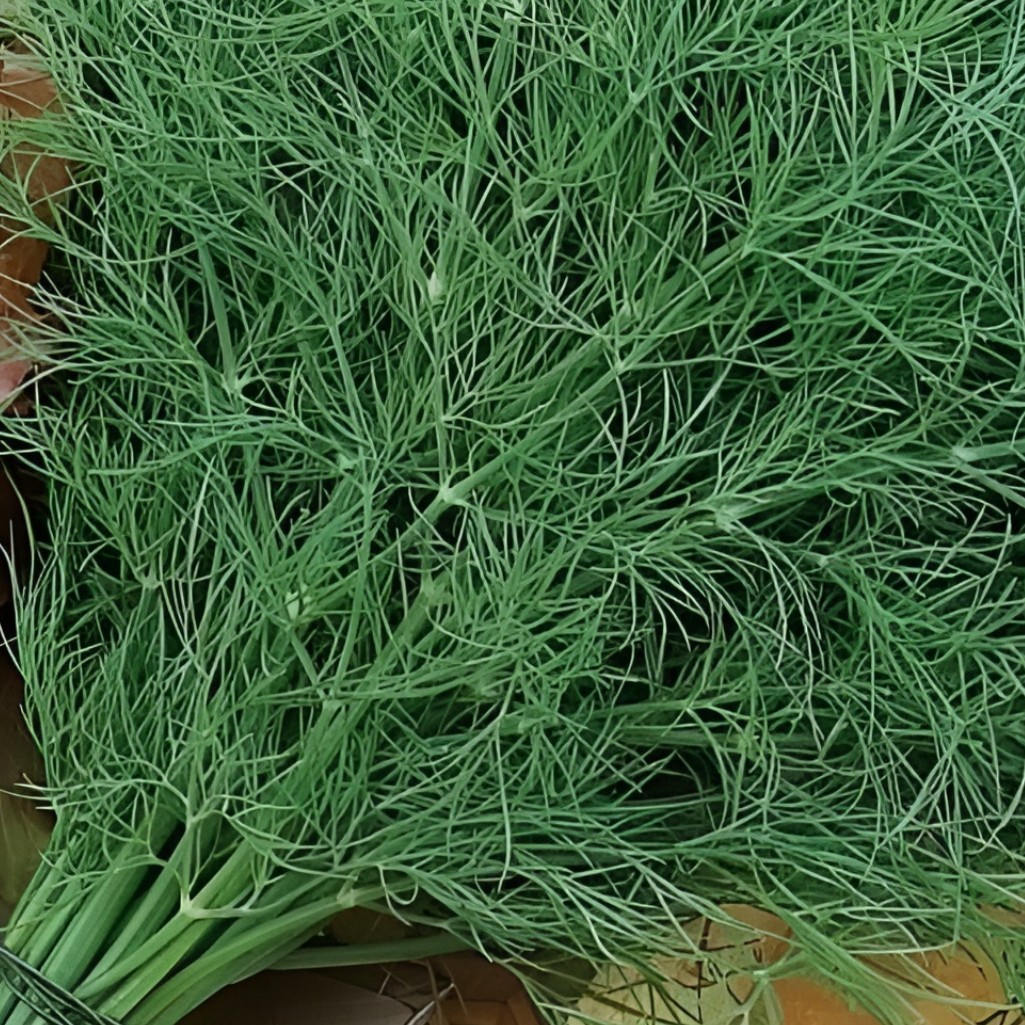 Семена Укроп Супердукат, позднеспелый, однолетний, Агроуспех 211045