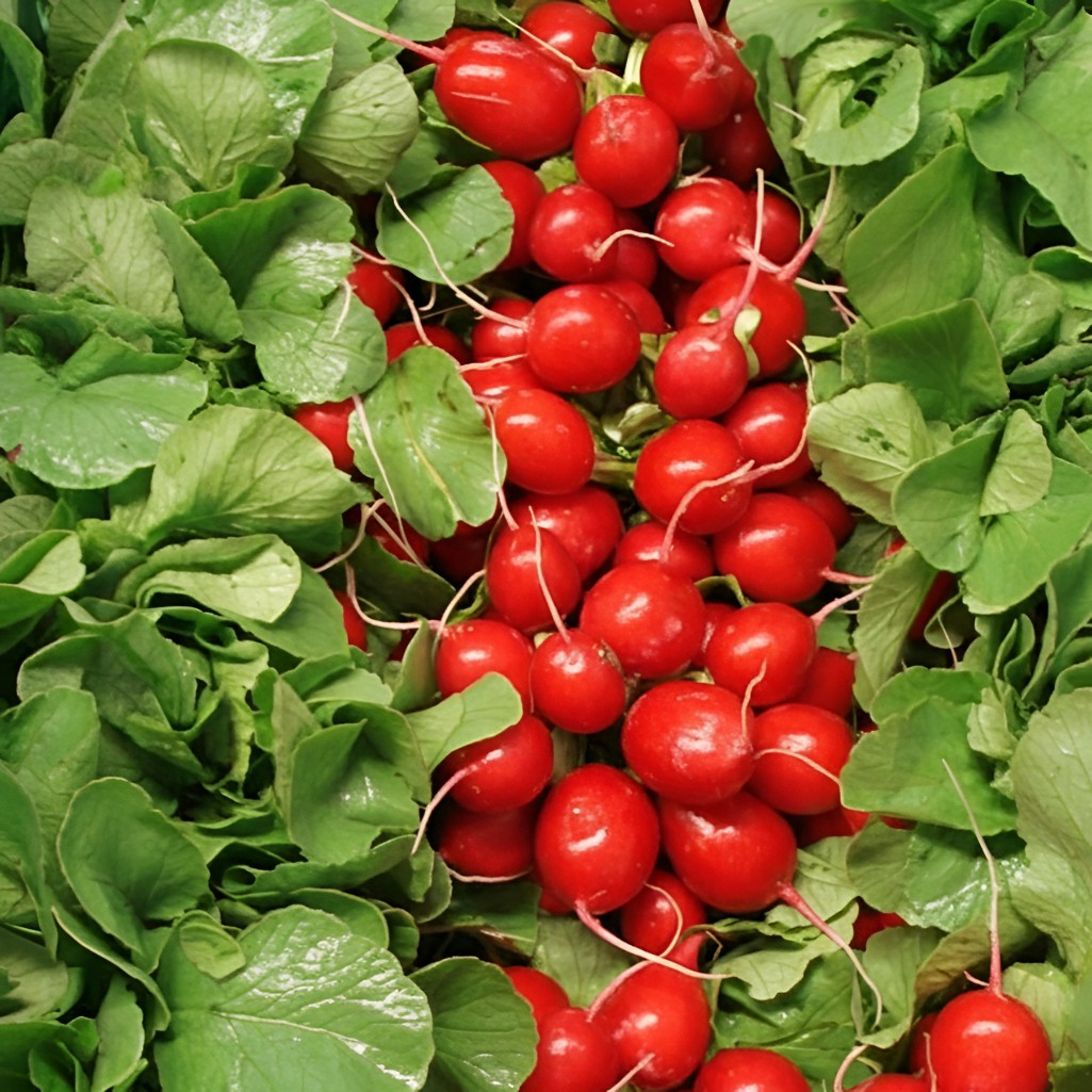 Семена Редис Селеста, раннеспелый, гибрид F1, однолетний, Агроуспех, 0.5 г