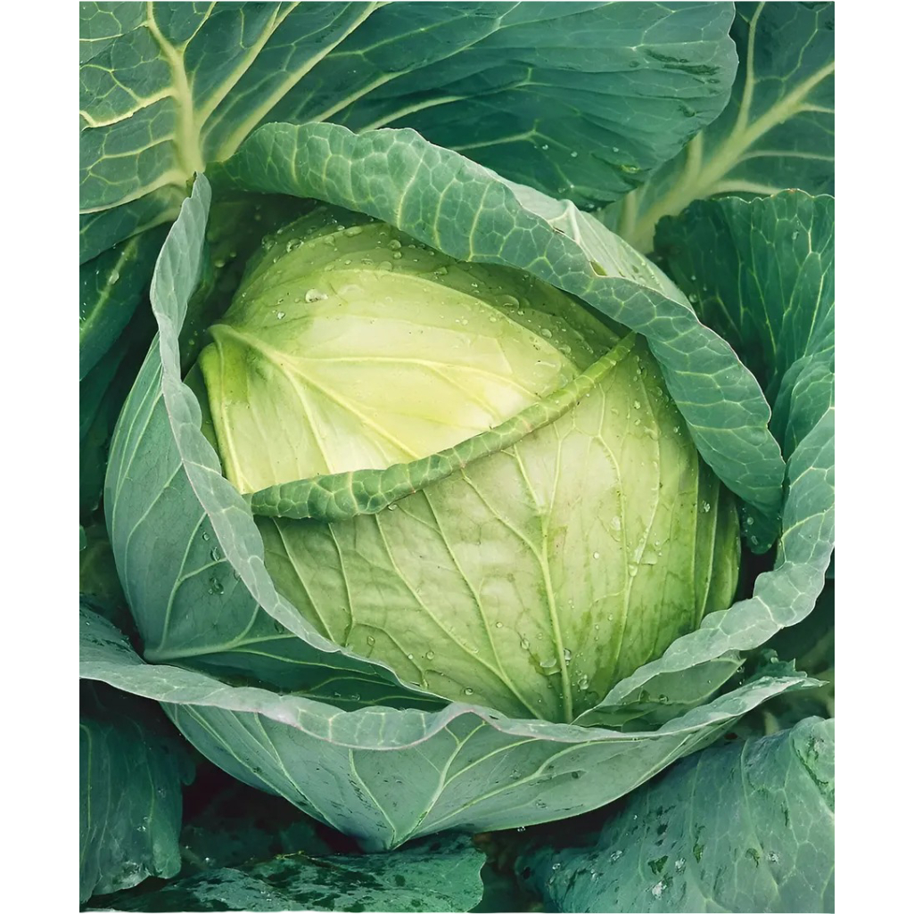 Семена Капуста белокочанная Зима, позднеспелая, гибрид F1, Седек 212510