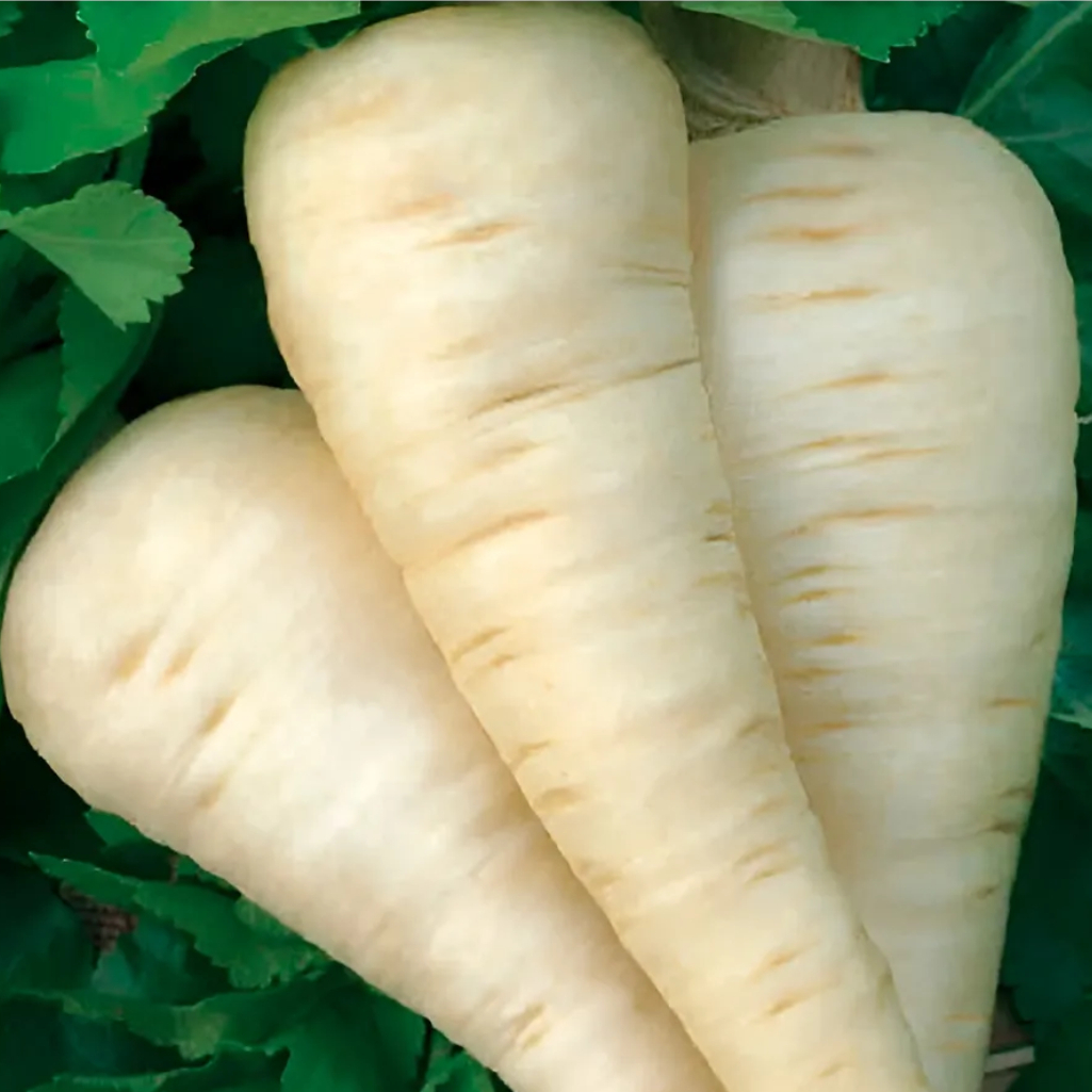 Семена Пастернак Лучший из всех, среднеранний, Агроуспех, 212095