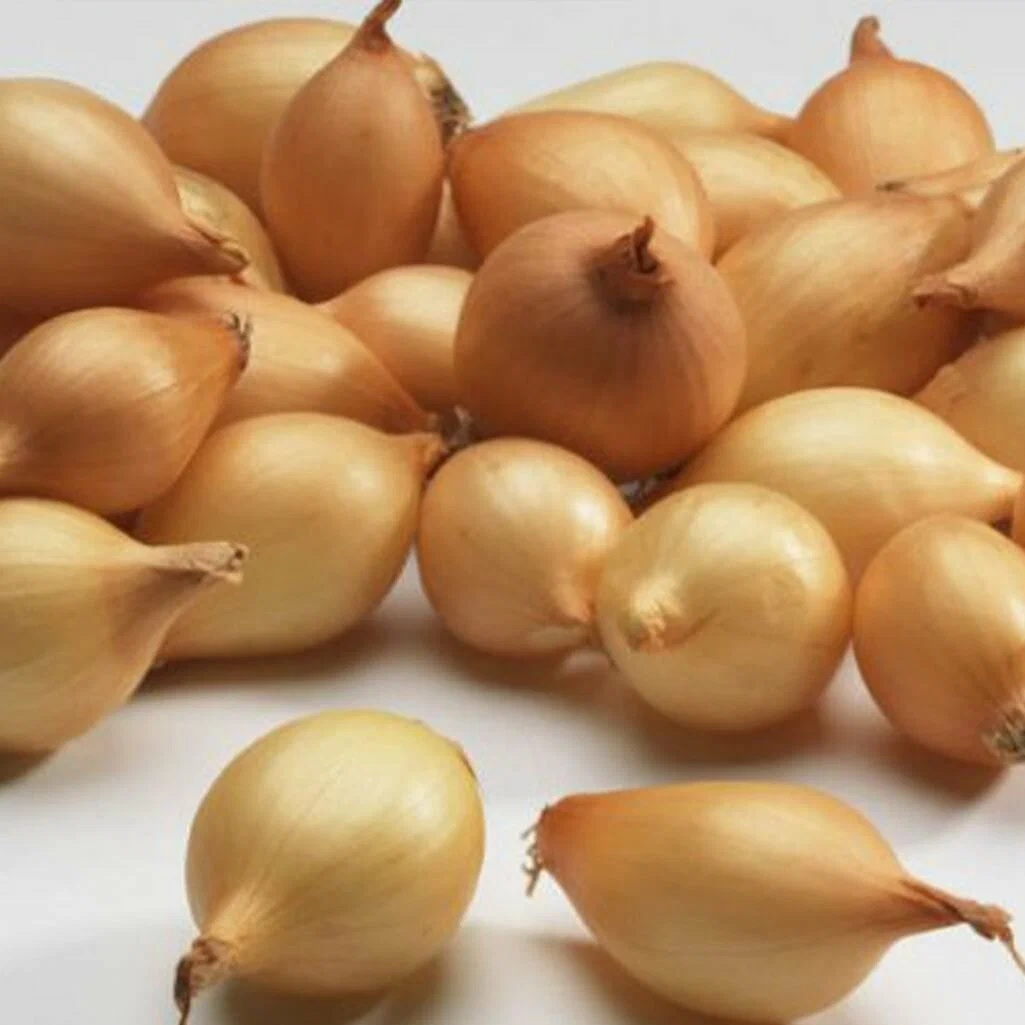 Семена Лук-севок Олина, желтый, однолетник, полуострый, морозостойкий, 0.5 кг