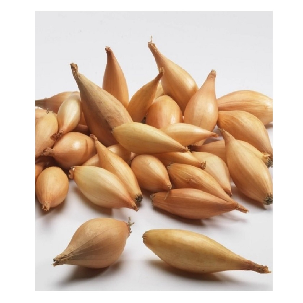 Семена Лук-севок Олина, желтый, однолетник, полуострый, морозостойкий, 0.5 кг