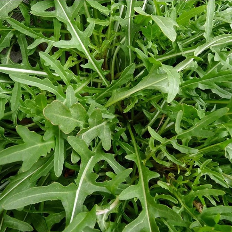 Семена Рукола Оливетта дикая Садовита Ц, раннеспелая, яркий вкус и аромат, богата витаминами, 0.3 гр