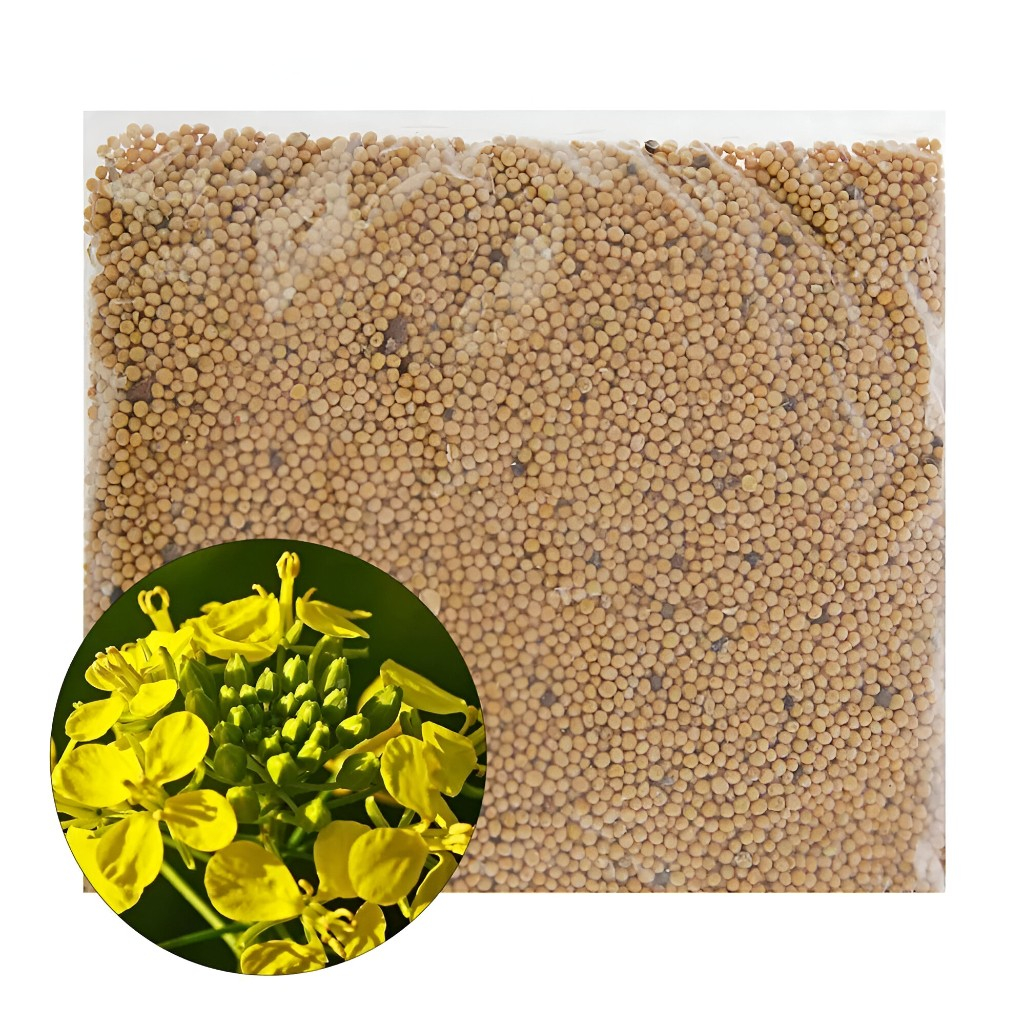 Горчица белая, семена Зеленый ковер сидерат, для обогащения почвы, 1 кг