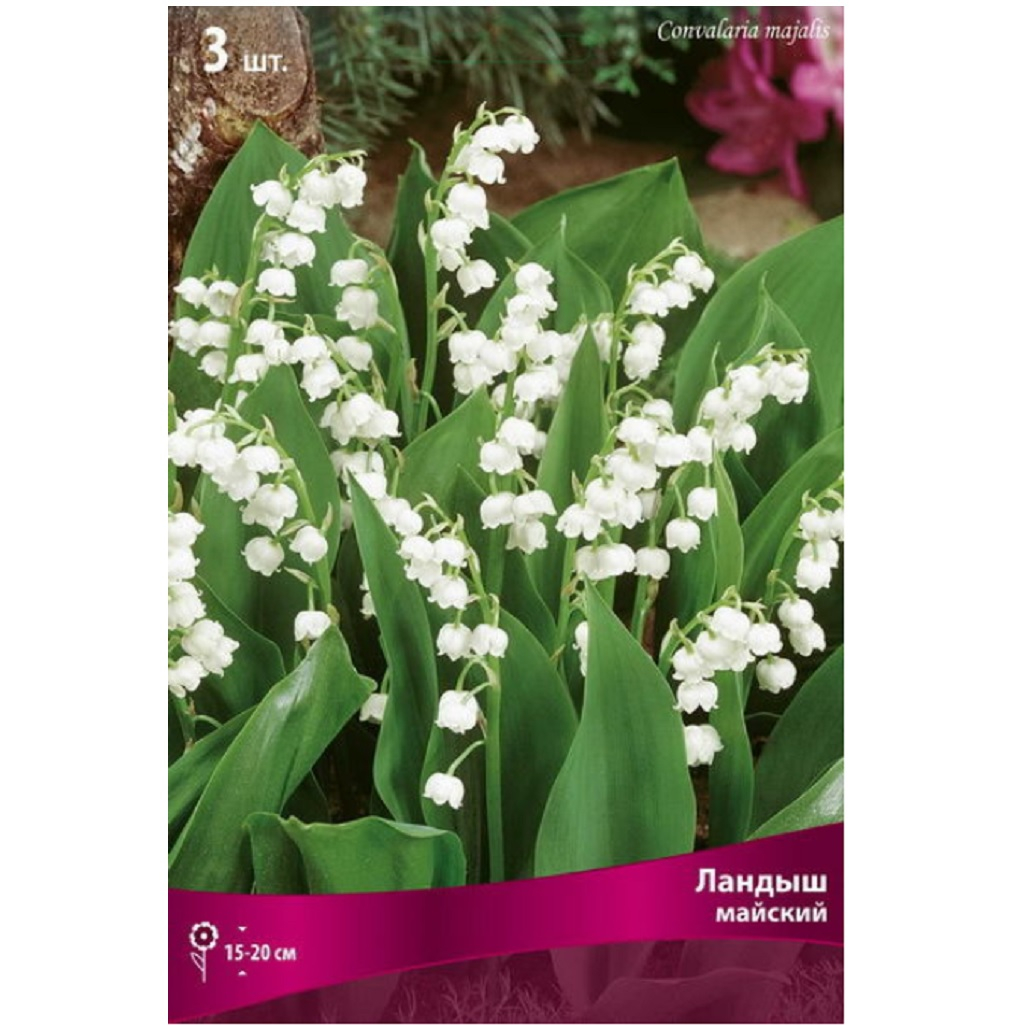 Корень ландыша майского 3 шт, многолетний, засухоустойчивый, белый