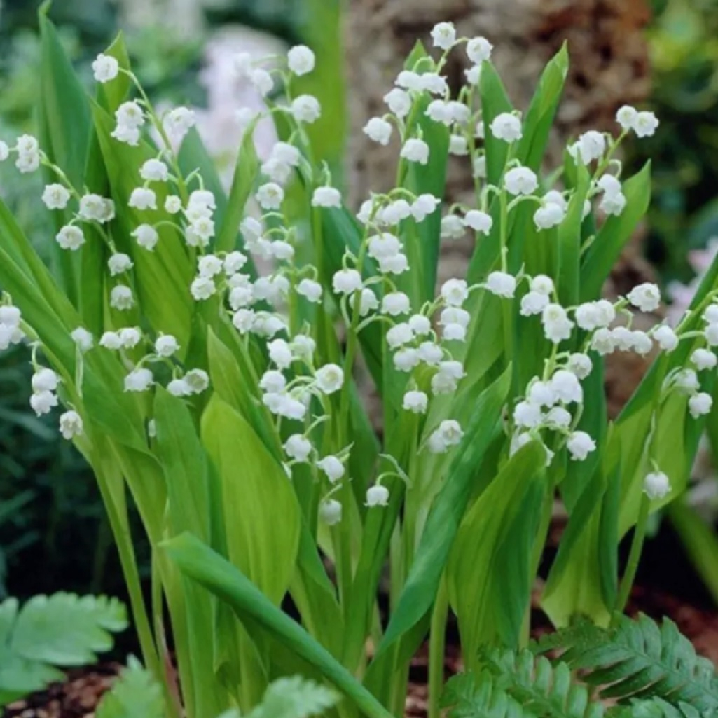 Корень ландыша майского 3 шт, многолетний, засухоустойчивый, белый