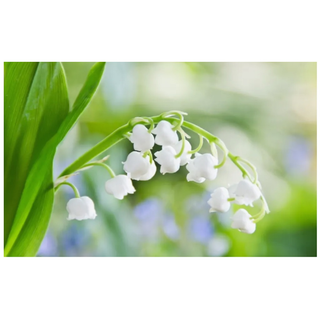 Корень ландыша майского 3 шт, многолетний, засухоустойчивый, белый