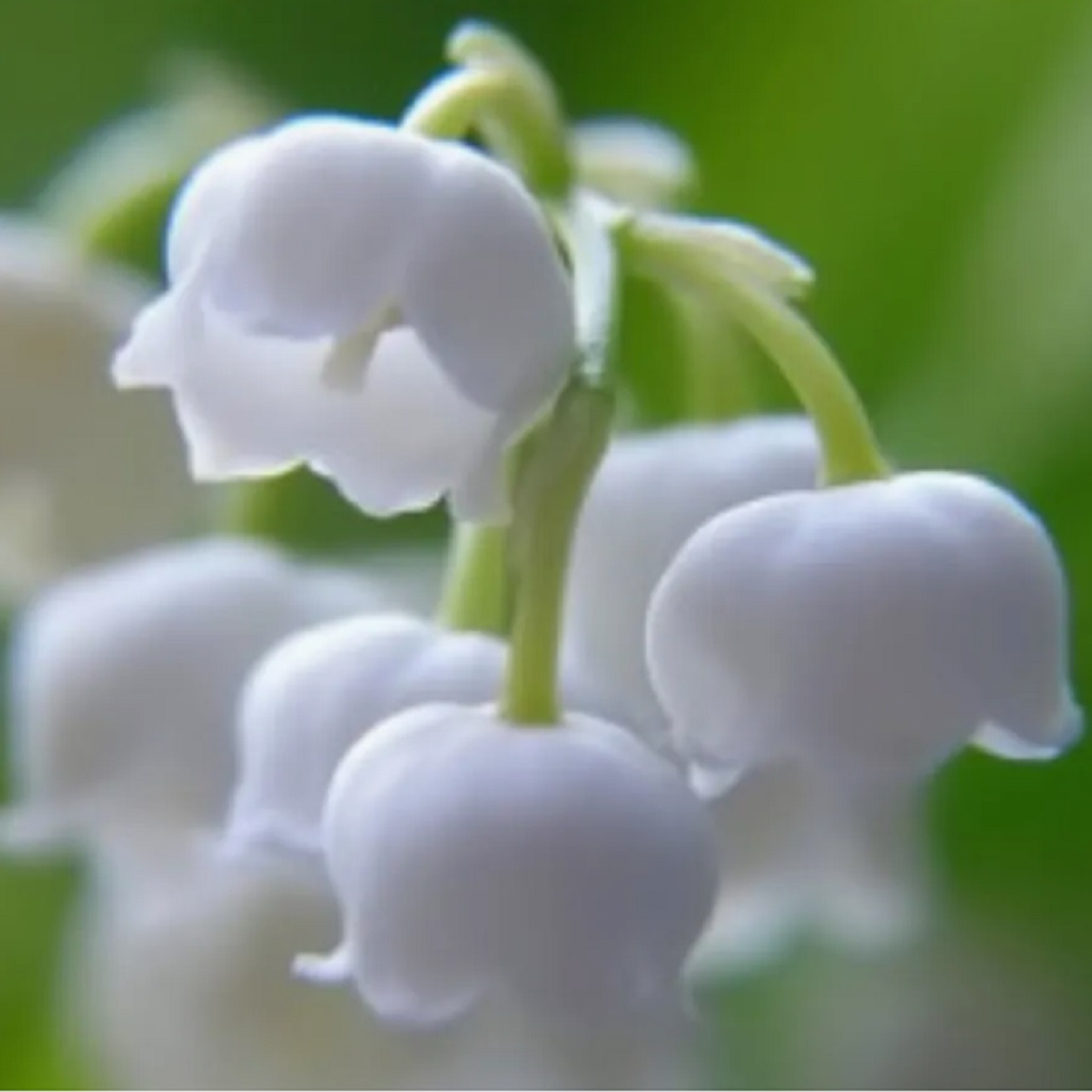 Корень ландыша майского 3 шт, многолетний, засухоустойчивый, белый