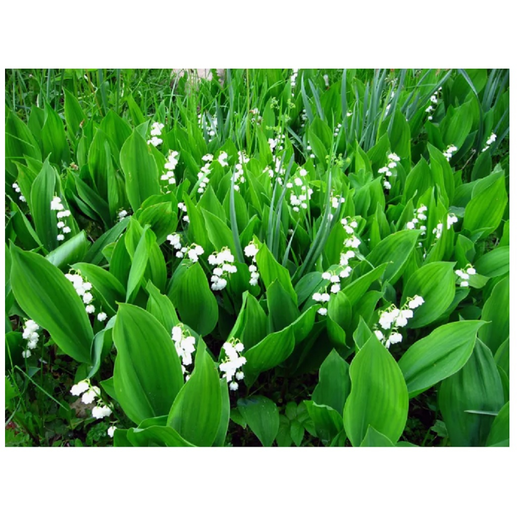 Корень ландыша майского 3 шт, многолетний, засухоустойчивый, белый