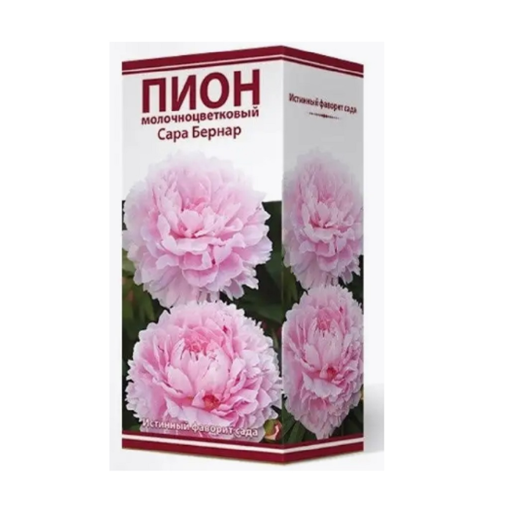 Корень пиона молочноцветкового Сара Бернар, травянистое, многолетнее