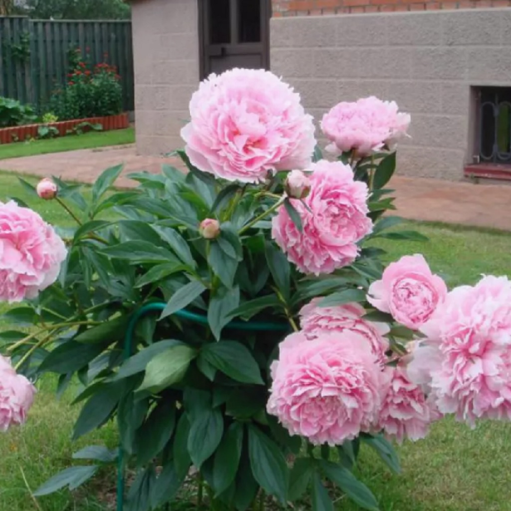Корень пиона молочноцветкового Сара Бернар, травянистое, многолетнее