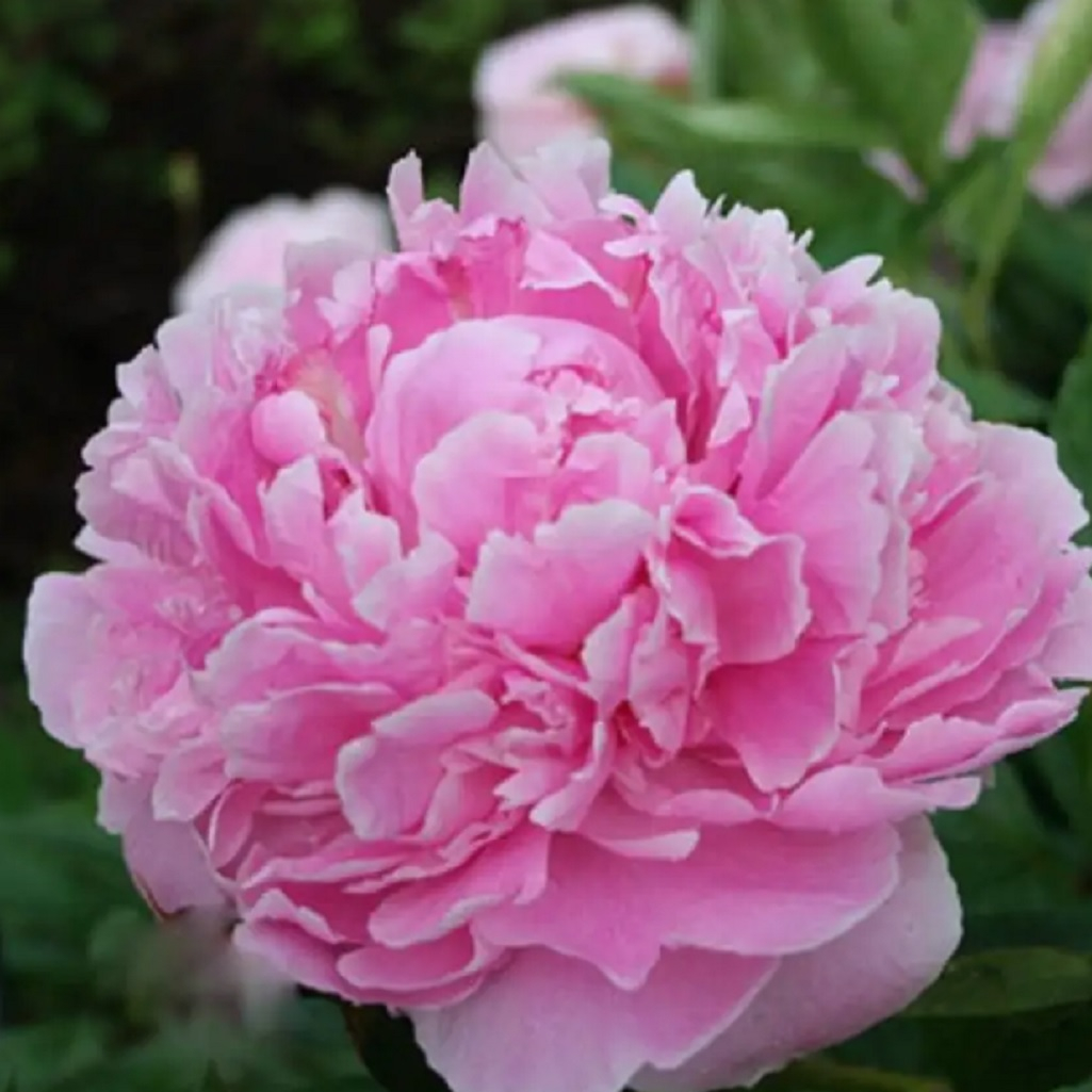 Корень пиона молочноцветкового Сара Бернар, травянистое, многолетнее