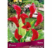 Корень Каллы Маджестик, луковица, открытый грунт, многолетняя, красная