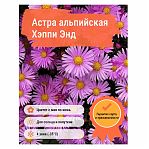 Корень Астры альпийской Хэппи Энд, дачная, многолетняя, сиреневая