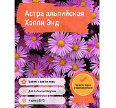 Корень Астры альпийской Хэппи Энд, дачная, многолетняя, сиреневая