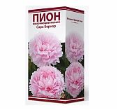 Корень пиона молочноцветкового Сара Бернар, травянистое, многолетнее